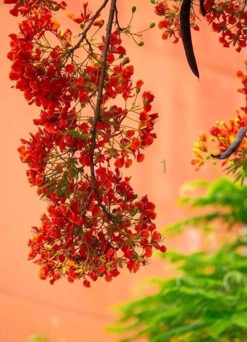 阴暗森林